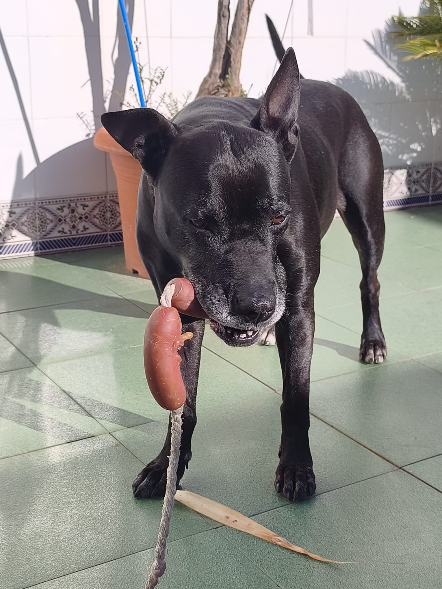 Higiene en criaderos de perros: cómo usar el ozono con camadas y cachorros