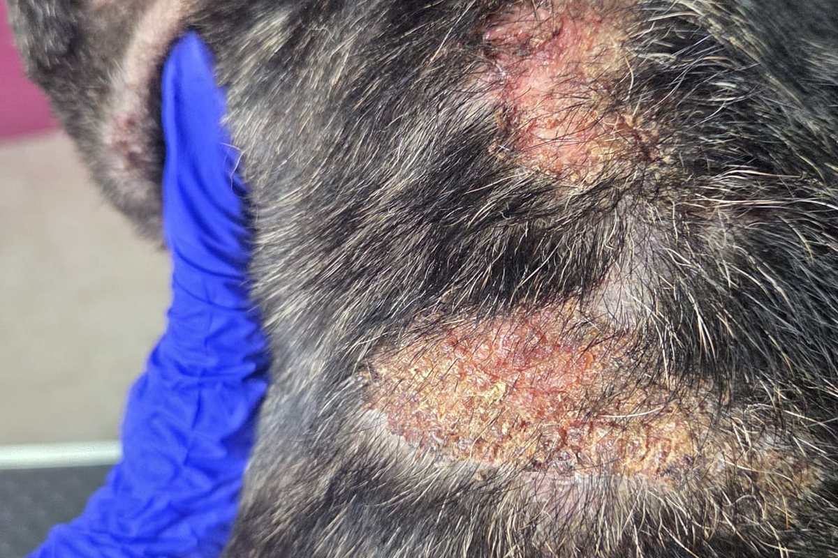 Dermatitis, hongos y picores en perros: cómo ayuda el baño con agua ozonizada